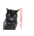 5匹の猫たち♪（個別スタンプ：30）