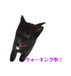 5匹の猫たち♪（個別スタンプ：31）