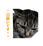 5匹の猫たち♪（個別スタンプ：33）