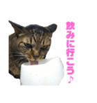 5匹の猫たち♪（個別スタンプ：34）