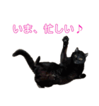 5匹の猫たち♪（個別スタンプ：35）