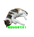 5匹の猫たち♪（個別スタンプ：37）