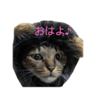5匹の猫たち♪（個別スタンプ：39）