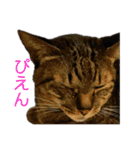 5匹の猫たち♪（個別スタンプ：40）