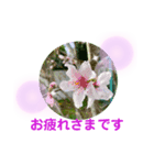 花の丁寧な言葉（個別スタンプ：5）