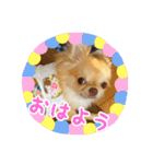 吾輩はハナである（個別スタンプ：1）