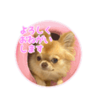 吾輩はハナである（個別スタンプ：5）