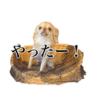 吾輩はハナである（個別スタンプ：7）