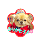 吾輩はハナである（個別スタンプ：8）