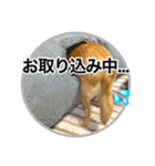 吾輩はハナである（個別スタンプ：9）