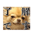 吾輩はハナである（個別スタンプ：12）