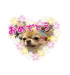 吾輩はハナである（個別スタンプ：15）