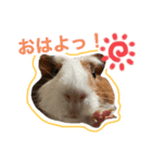 モルモット。（個別スタンプ：1）