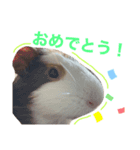 モルモット。（個別スタンプ：6）