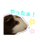 モルモット。（個別スタンプ：8）