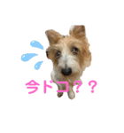 ぱしゃちゃんスタンプ2（個別スタンプ：2）