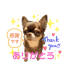 笑顔！癒され満載のチワワの娘達！（個別スタンプ：2）