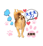笑顔！癒され満載のチワワの娘達！（個別スタンプ：4）