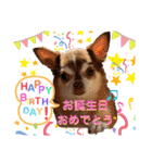 笑顔！癒され満載のチワワの娘達！（個別スタンプ：5）