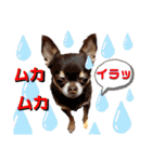 笑顔！癒され満載のチワワの娘達！（個別スタンプ：6）