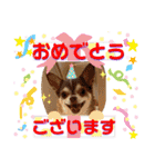 笑顔！癒され満載のチワワの娘達！（個別スタンプ：7）