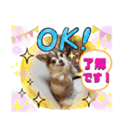 笑顔！癒され満載のチワワの娘達！（個別スタンプ：8）