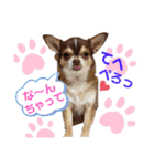笑顔！癒され満載のチワワの娘達！（個別スタンプ：12）
