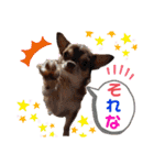 笑顔！癒され満載のチワワの娘達！（個別スタンプ：13）