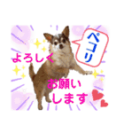 笑顔！癒され満載のチワワの娘達！（個別スタンプ：16）