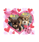 笑顔！癒され満載のチワワの娘達！（個別スタンプ：20）