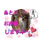 笑顔！癒され満載のチワワの娘達！（個別スタンプ：21）