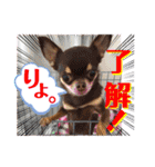 笑顔！癒され満載のチワワの娘達！（個別スタンプ：23）
