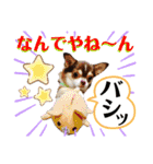 笑顔！癒され満載のチワワの娘達！（個別スタンプ：24）