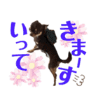 笑顔！癒され満載のチワワの娘達！（個別スタンプ：27）