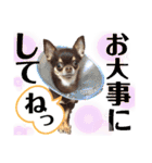 笑顔！癒され満載のチワワの娘達！（個別スタンプ：29）