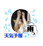 笑顔！癒され満載のチワワの娘達！（個別スタンプ：30）