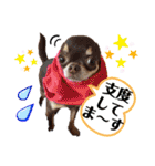 笑顔！癒され満載のチワワの娘達！（個別スタンプ：32）