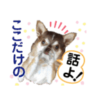 笑顔！癒され満載のチワワの娘達！（個別スタンプ：35）