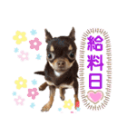 笑顔！癒され満載のチワワの娘達！（個別スタンプ：38）