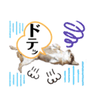 笑顔！癒され満載のチワワの娘達！（個別スタンプ：39）