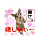 笑顔！癒され満載のチワワの娘達！（個別スタンプ：40）