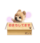 いいがやポンタスタンプ（個別スタンプ：6）