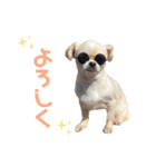 チワワのフュジ 1（個別スタンプ：5）