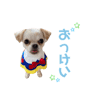 チワワのフュジ 1（個別スタンプ：6）