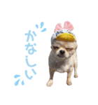チワワのフュジ 1（個別スタンプ：11）