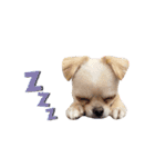 チワワのフュジ 1（個別スタンプ：21）