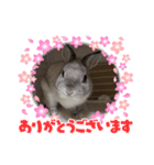 Theリアルうさぎスタンプ（個別スタンプ：1）