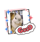 Theリアルうさぎスタンプ（個別スタンプ：4）