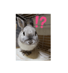 Theリアルうさぎスタンプ（個別スタンプ：6）