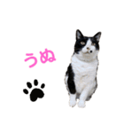 ちいまみれスタンプ（個別スタンプ：1）